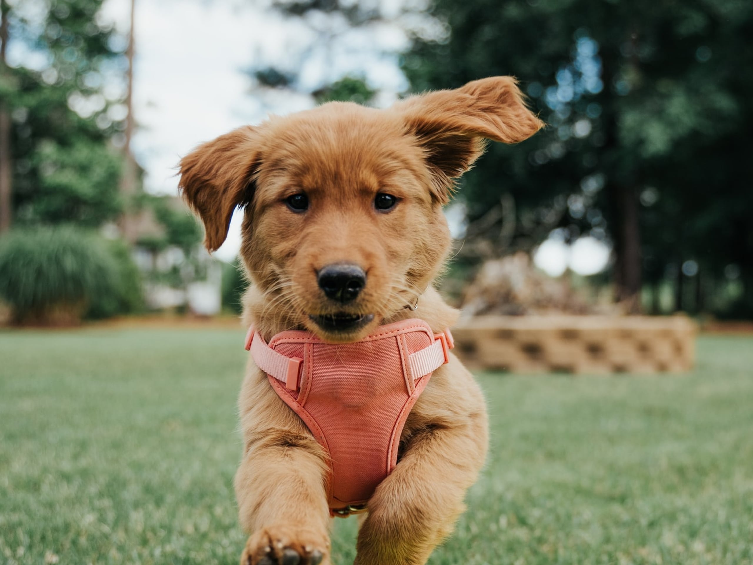 A beginners guide to puppy training
